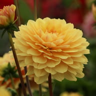 Canary Idylle Dahlia Tuber