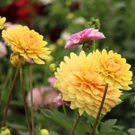Canary Idylle Dahlia Tuber