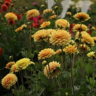 Canary Idylle Dahlia Tuber