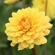 Canary Idylle Dahlia Tuber