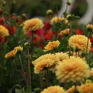 Canary Idylle Dahlia Tuber