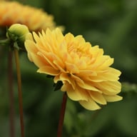 Canary Idylle Dahlia Tuber