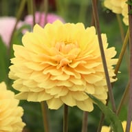 Canary Idylle Dahlia Tuber