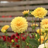 Canary Idylle Dahlia Tuber