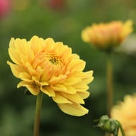 Canary Idylle Dahlia Tuber