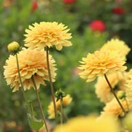 Canary Idylle Dahlia Tuber