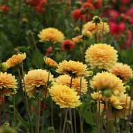 Canary Idylle Dahlia Tuber