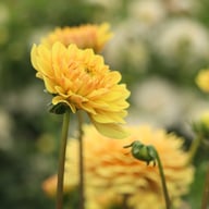 Canary Idylle Dahlia Tuber