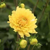 Canary Idylle Dahlia Tuber