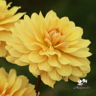 Canary Idylle (Cutting) Dahlia Cutting