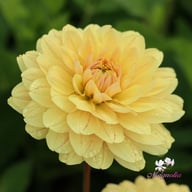 Canary Idylle (Cutting) Dahlia Cutting