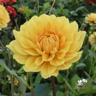 Canary Idylle (Cutting) Dahlia Cutting