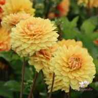 Canary Idylle (Cutting) Dahlia Cutting