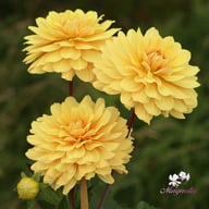 Canary Idylle (Cutting) Dahlia Cutting
