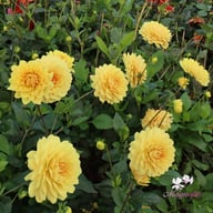 Canary Idylle (Cutting) Dahlia Cutting