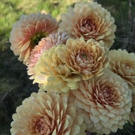 Canary Idylle (Cutting) Dahlia Cutting