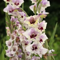 Candor Pasa Gladiolus Corms