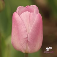 Candy Prince Tulip Bulbs