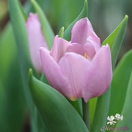 Candy Prince Tulip Bulbs