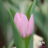 Candy Prince Tulip Bulbs