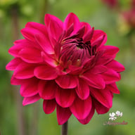Candy Time Dahlia Tuber