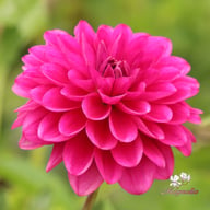 Candy Time Dahlia Tuber