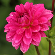 Candy Time Dahlia Tuber