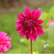 Candy Time Dahlia Tuber