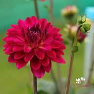 Candy Time Dahlia Tuber