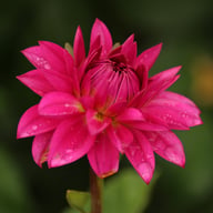 Candy Time Dahlia Tuber