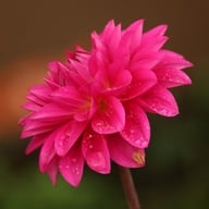 Candy Time Dahlia Tuber