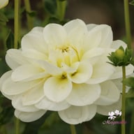 Cantarino Dahlia Tuber