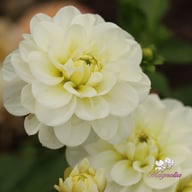 Cantarino Dahlia Tuber