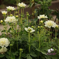 Cantarino Dahlia Tuber