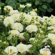 Cantarino Dahlia Tuber