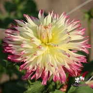 Caproz Josephine Dahlia Tuber