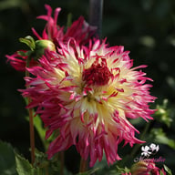 Caproz Josephine Dahlia Tuber