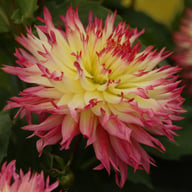 Caproz Josephine Dahlia Tuber