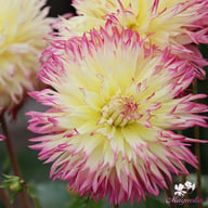 Caproz Josephine Dahlia Tuber