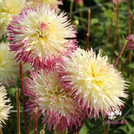 Caproz Josephine Dahlia Tuber