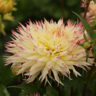 Caproz Josephine Dahlia Tuber