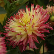 Caproz Josephine Dahlia Tuber
