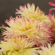 Caproz Josephine Dahlia Tuber