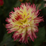 Caproz Josephine Dahlia Tuber