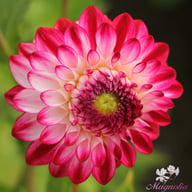 Caproz Pizzazz Dahlia Knöl