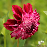 Caproz Pizzazz Dahlia Knöl