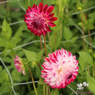 Caproz Pizzazz Dahlia Knöl