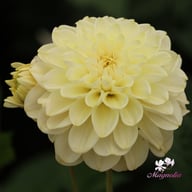 Caramel Antique Dahlia Knöl
