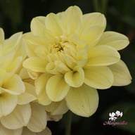 Caramel Antique Dahlia Knöl