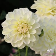 Caramel Antique Dahlia Knöl